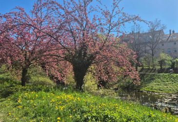 Doppelgarage mit zwei Stellplätzen in Freiburg - Schwarzwaldstraße 15, Nahe Schwabentor & Dreisam - - Gewerbeimmobilien Freiburg - Mieten und Vermieten in Freiburg - Raum Concept Immobilien GmbH Kurzbeschreibung: Doppelgarage mit zwei Stellplätzen in Freiburg Oberwiehre zu vermieten. Anmietung als kompletter Doppelgarage oder einzelner Stellplatz möglich. Zwei separate Garagentore Je Stellplatz eigene Steckdose (Haushaltsstrom, 230V) Strom für E-Mobilität nach Vereinbarung Flexibel kündbar mit 3 Monaten Frist Miete: Einzelstellplatz: 150 € Kaltmiete + 5 € Stromvorauszahlung Ganze Garage: 300 € Kaltmiete + 10 € Stromvorauszahlung Zentrale Lage nahe Innenstadt, B31, Dreisam und F1-Radweg. Kontakt: Raum Concept Immobilien GmbH, Tel. 0173-2305891, rci@rci-gmbh.eu - de0333aa54a6f173e4fda363e2566a06868735dc